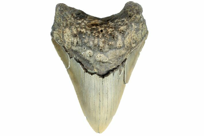 Serrated, Fossil Megalodon Tooth - North Carolina #165429